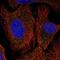 Protocadherin Alpha 6 antibody, PA5-66249, Invitrogen Antibodies, Immunofluorescence image 