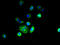 Ring Finger Protein 182 antibody, A60642-100, Epigentek, Immunofluorescence image 