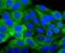 Heat Shock Protein Family B (Small) Member 1 antibody, NBP2-67896, Novus Biologicals, Immunocytochemistry image 