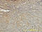 Tropomyosin 4 antibody, LS-C133492, Lifespan Biosciences, Immunohistochemistry frozen image 