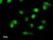 LIM Domain Only 1 antibody, LS-C342665, Lifespan Biosciences, Immunofluorescence image 