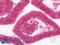 ES Cell Expressed Ras antibody, LS-C316625, Lifespan Biosciences, Immunohistochemistry paraffin image 