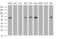 Pogo Transposable Element Derived With KRAB Domain antibody, MA5-26178, Invitrogen Antibodies, Western Blot image 
