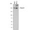 Plexin D1 antibody, MAB41601, R&D Systems, Western Blot image 