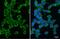 Psat antibody, GTX633629, GeneTex, Immunofluorescence image 