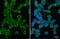 PSA antibody, GTX633629, GeneTex, Immunofluorescence image 