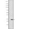 Mediator Complex Subunit 20 antibody, abx215787, Abbexa, Western Blot image 