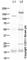 Angiogenin antibody, ab95389, Abcam, Western Blot image 