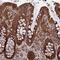 Transmembrane And Ubiquitin Like Domain Containing 2 antibody, NBP1-81129, Novus Biologicals, Immunohistochemistry paraffin image 