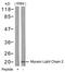 Myosin Light Chain 12A antibody, 79-560, ProSci, Western Blot image 