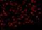 Actin Like 6A antibody, NB100-61628, Novus Biologicals, Immunofluorescence image 