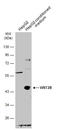Wnt Family Member 2B antibody, GTX128099, GeneTex, Western Blot image 