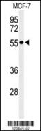 Pre-MRNA Processing Factor 19 antibody, MBS9203171, MyBioSource, Western Blot image 