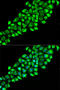 Paraoxonase 2 antibody, 15-343, ProSci, Immunofluorescence image 