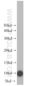 NADH:Ubiquinone Oxidoreductase Subunit V3 antibody, 13430-1-AP, Proteintech Group, Western Blot image 