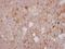 Adrenoceptor Beta 1 antibody, PA5-28808, Invitrogen Antibodies, Immunohistochemistry frozen image 