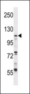 Ubiquitin Like Modifier Activating Enzyme 7 antibody, LS-C160367, Lifespan Biosciences, Western Blot image 