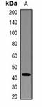 Beta-Actin antibody, orb323102, Biorbyt, Western Blot image 