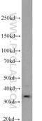 Caspase 6 antibody, 10198-1-AP, Proteintech Group, Western Blot image 