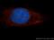 PON2 antibody, 14379-1-AP, Proteintech Group, Immunofluorescence image 