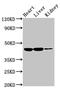 CDw210b antibody, CSB-PA600091LA01HU, Cusabio, Western Blot image 