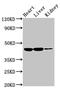 Interleukin 10 Receptor Subunit Beta antibody, CSB-PA600091LA01HU, Cusabio, Western Blot image 