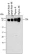 CD6 Molecule antibody, MAB727, R&D Systems, Western Blot image 