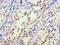 Inhibin Subunit Beta A antibody, CSB-PA07589A0Rb, Cusabio, Immunohistochemistry paraffin image 