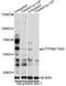 Protein Tyrosine Phosphatase Non-Receptor Type 6 antibody, LS-C750594, Lifespan Biosciences, Western Blot image 