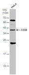 CD38 Molecule antibody, GTX132579, GeneTex, Western Blot image 