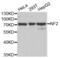 Neurofibromin 2 antibody, abx001917, Abbexa, Western Blot image 