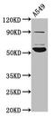 Phosphatidylinositol Glycan Anchor Biosynthesis Class V antibody, LS-C672849, Lifespan Biosciences, Western Blot image 