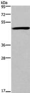 Forkhead Box D1 antibody, PA5-50498, Invitrogen Antibodies, Western Blot image 