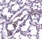 Phosphodiesterase 4D antibody, PA5-79795, Invitrogen Antibodies, Immunohistochemistry frozen image 
