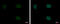 Pygopus Family PHD Finger 2 antibody, GTX116847, GeneTex, Immunofluorescence image 