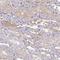 Serpin Family A Member 3 antibody, NBP1-90296, Novus Biologicals, Immunohistochemistry frozen image 