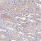 Serpin Family A Member 3 antibody, NBP1-90296, Novus Biologicals, Immunohistochemistry frozen image 