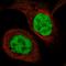 Transketolase antibody, HPA029480, Atlas Antibodies, Immunofluorescence image 