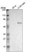 Asparagine Synthetase (Glutamine-Hydrolyzing) antibody, PA5-64898, Invitrogen Antibodies, Western Blot image 