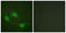 p53 antibody, LS-B7723, Lifespan Biosciences, Immunofluorescence image 