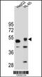 Tigger transposable element-derived protein 3 antibody, 55-582, ProSci, Western Blot image 