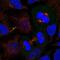 Dishevelled Segment Polarity Protein 3 antibody, NBP2-38846, Novus Biologicals, Immunocytochemistry image 