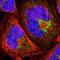 MANSC Domain Containing 1 antibody, NBP1-83871, Novus Biologicals, Immunofluorescence image 