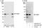 Polyglutamine-binding protein 1 antibody, A302-801A, Bethyl Labs, Immunoprecipitation image 