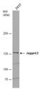 Jagged Canonical Notch Ligand 2 antibody, GTX130743, GeneTex, Western Blot image 