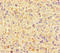 Small Ubiquitin Like Modifier 2 antibody, LS-C679694, Lifespan Biosciences, Immunohistochemistry paraffin image 
