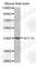 Neuropeptide Y Receptor Y1 antibody, A3116, ABclonal Technology, Western Blot image 