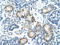 ADCYAP Receptor Type I antibody, orb327419, Biorbyt, Immunohistochemistry paraffin image 