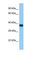 Zinc Finger Protein 367 antibody, orb325363, Biorbyt, Western Blot image 