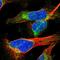 Minichromosome Maintenance Complex Component 3 Associated Protein antibody, HPA021527, Atlas Antibodies, Immunofluorescence image 